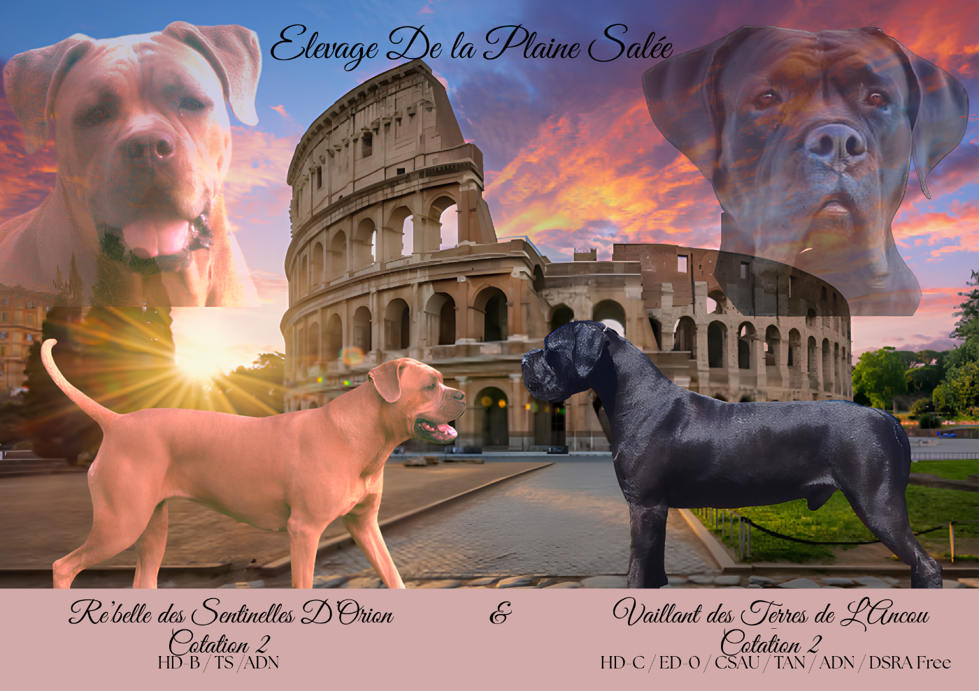 De La Plaine Salée - chiots disponible a la réservation