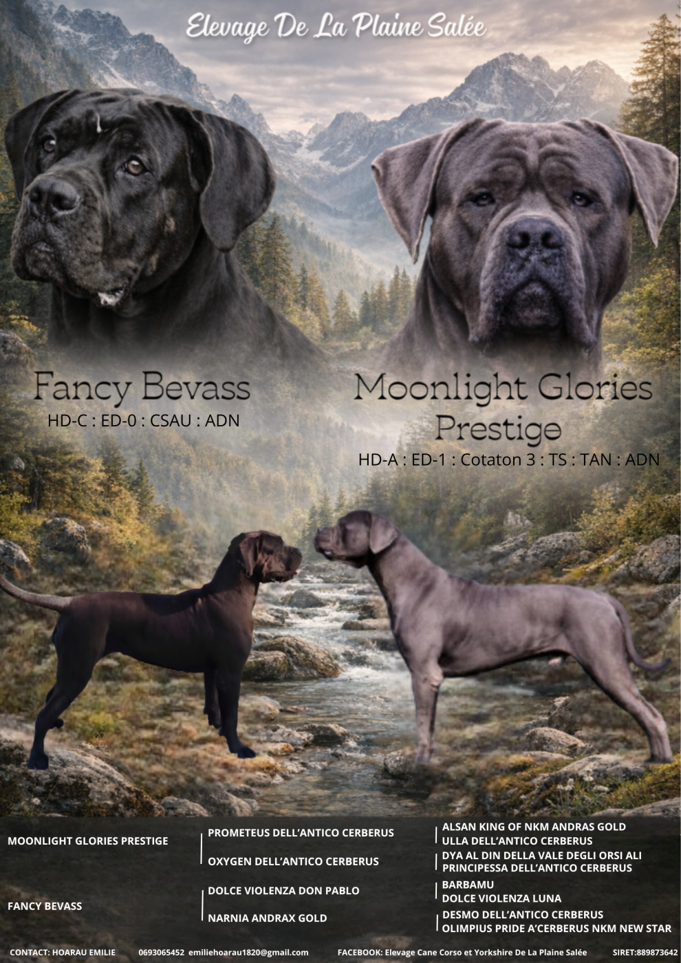 gestation confirmée