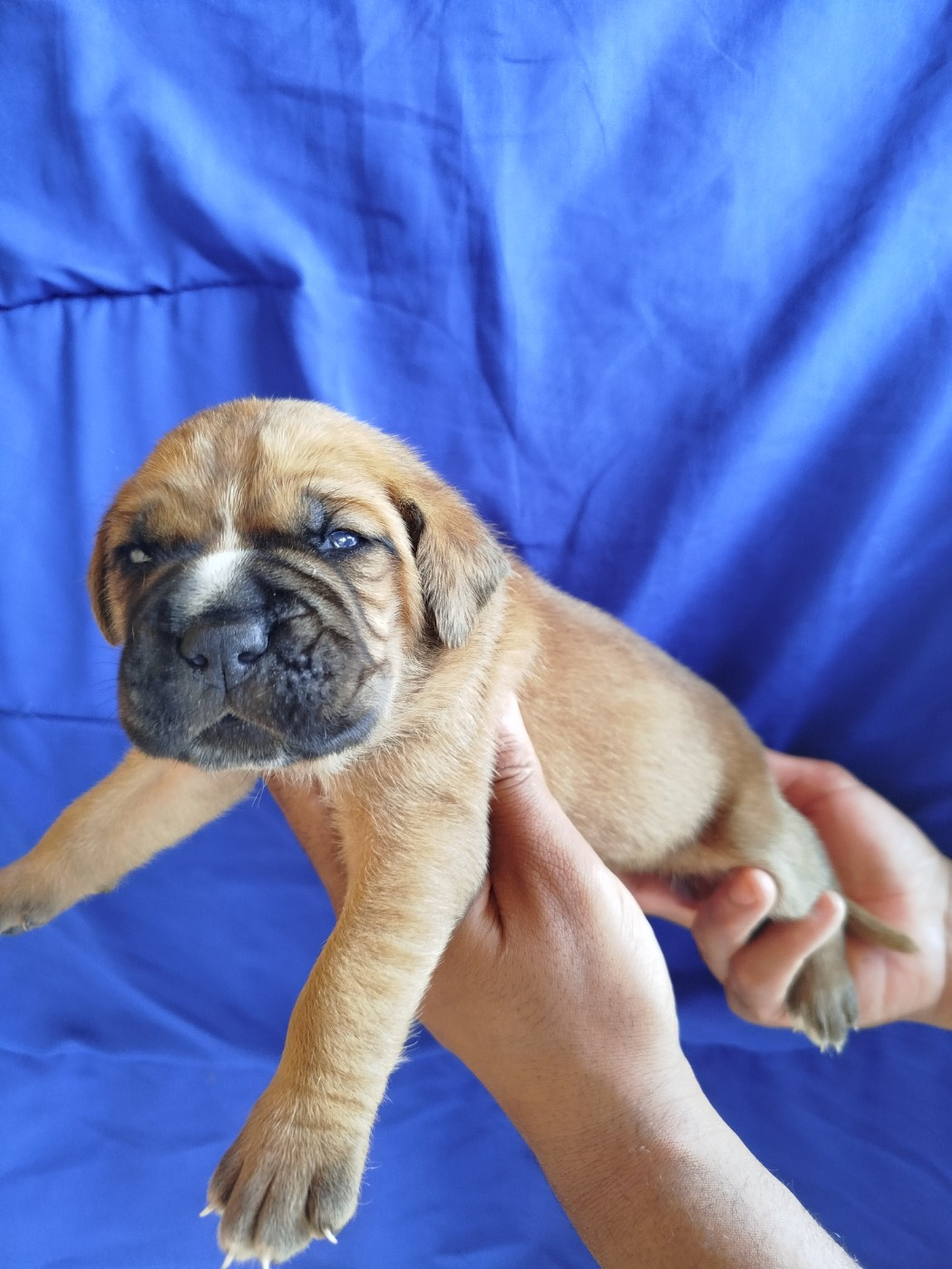 De La Plaine Salée - Chiots disponibles - Cane Corso