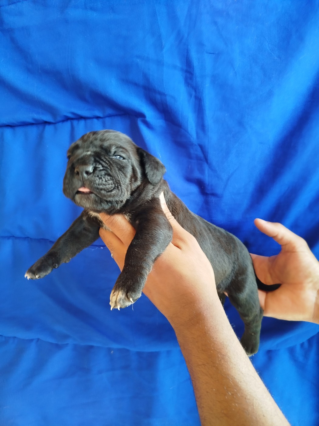 De La Plaine Salée - Chiots disponibles - Cane Corso