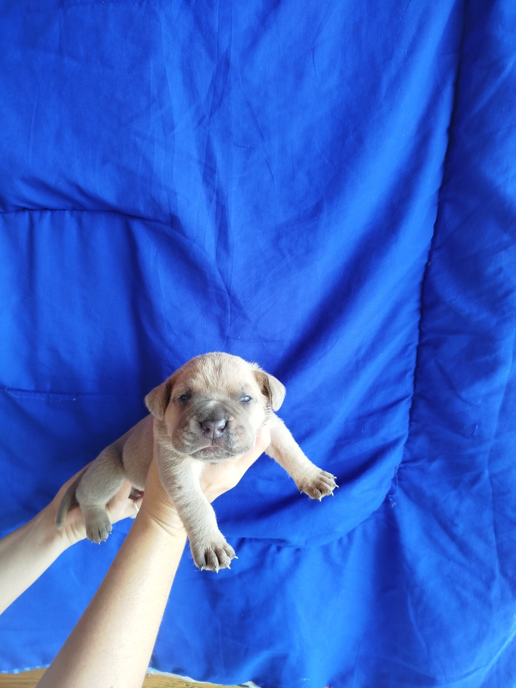 De La Plaine Salée - Chiots disponibles - Cane Corso