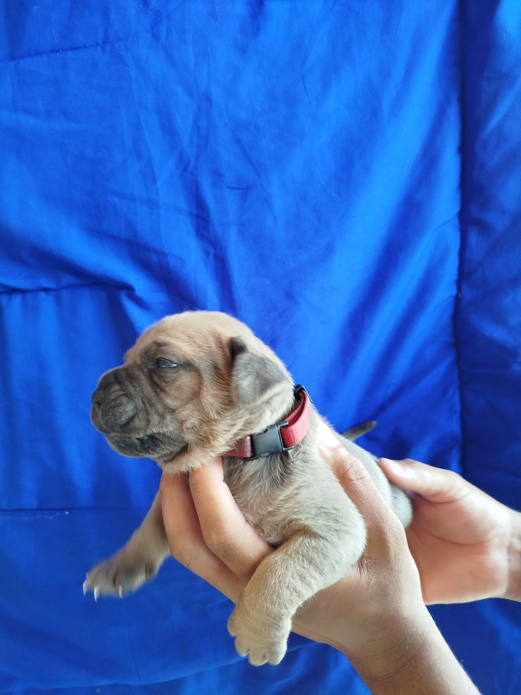 De La Plaine Salée - Chiots disponibles - Cane Corso