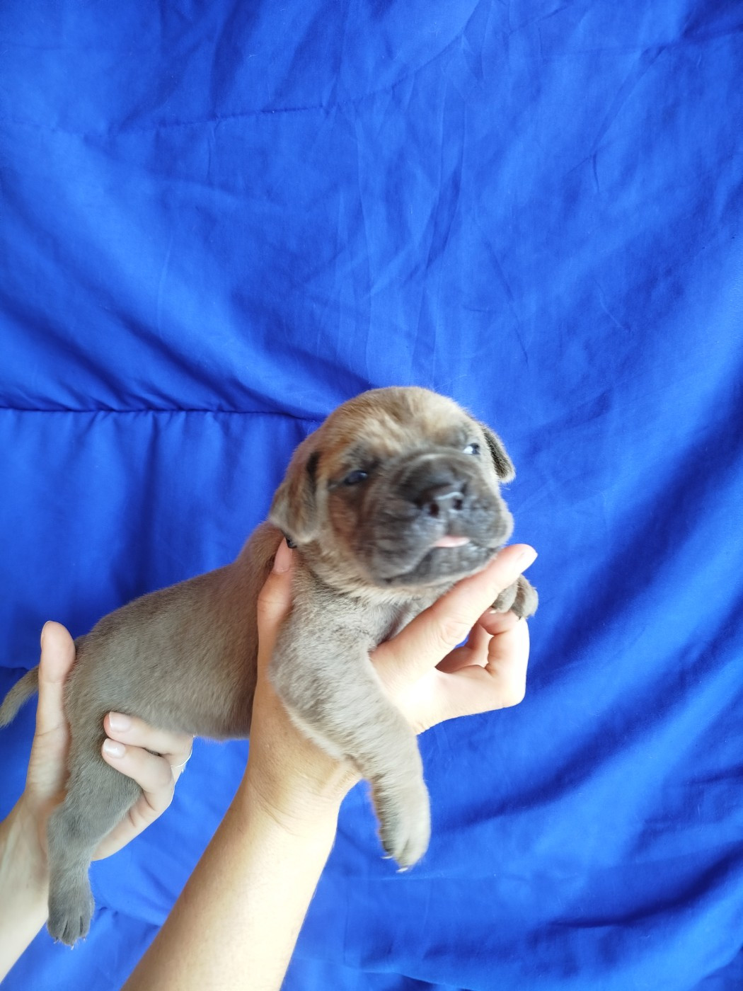 De La Plaine Salée - Chiots disponibles - Cane Corso