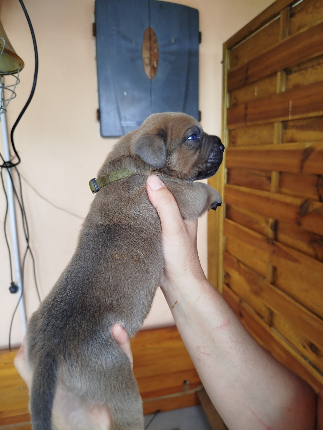 De La Plaine Salée - Chiots disponibles - Cane Corso