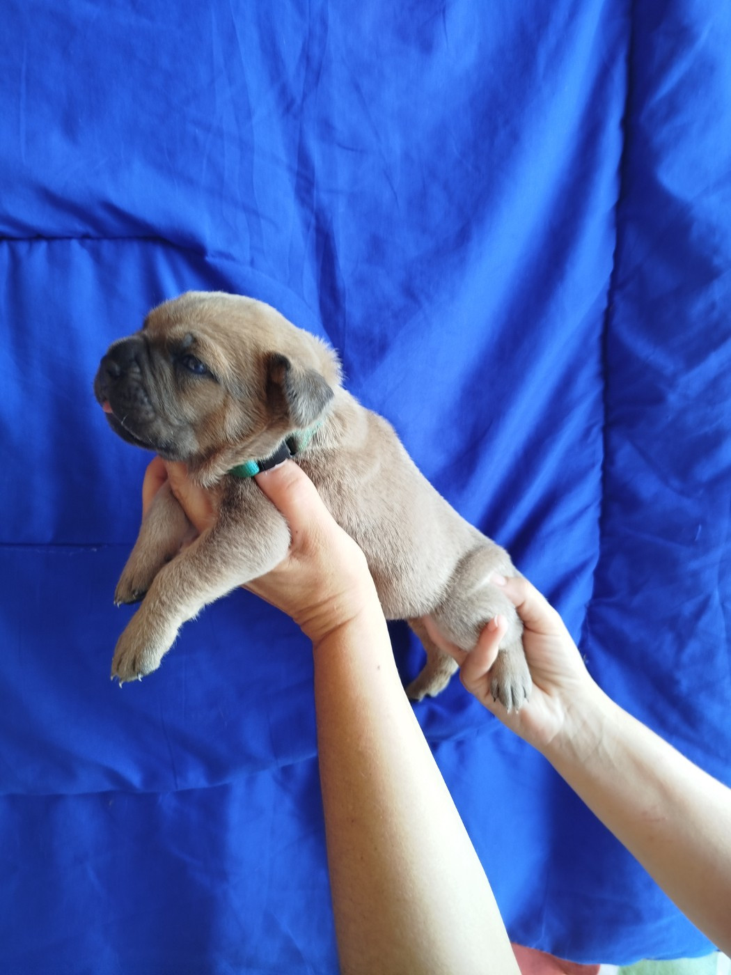 De La Plaine Salée - Chiots disponibles - Cane Corso