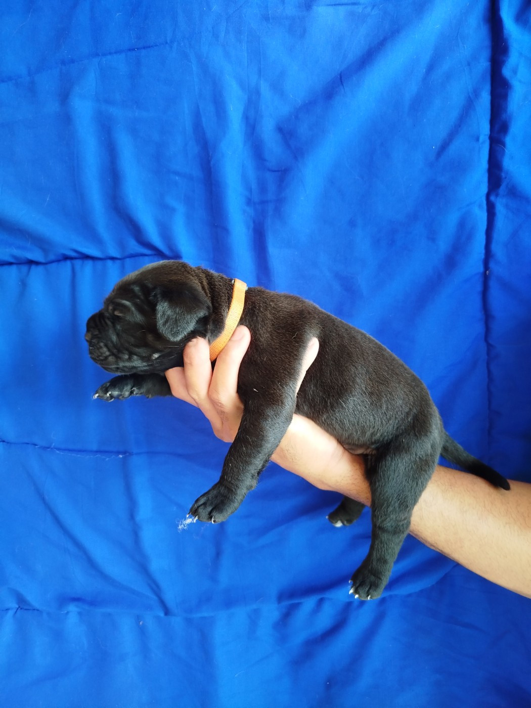 De La Plaine Salée - Chiots disponibles - Cane Corso