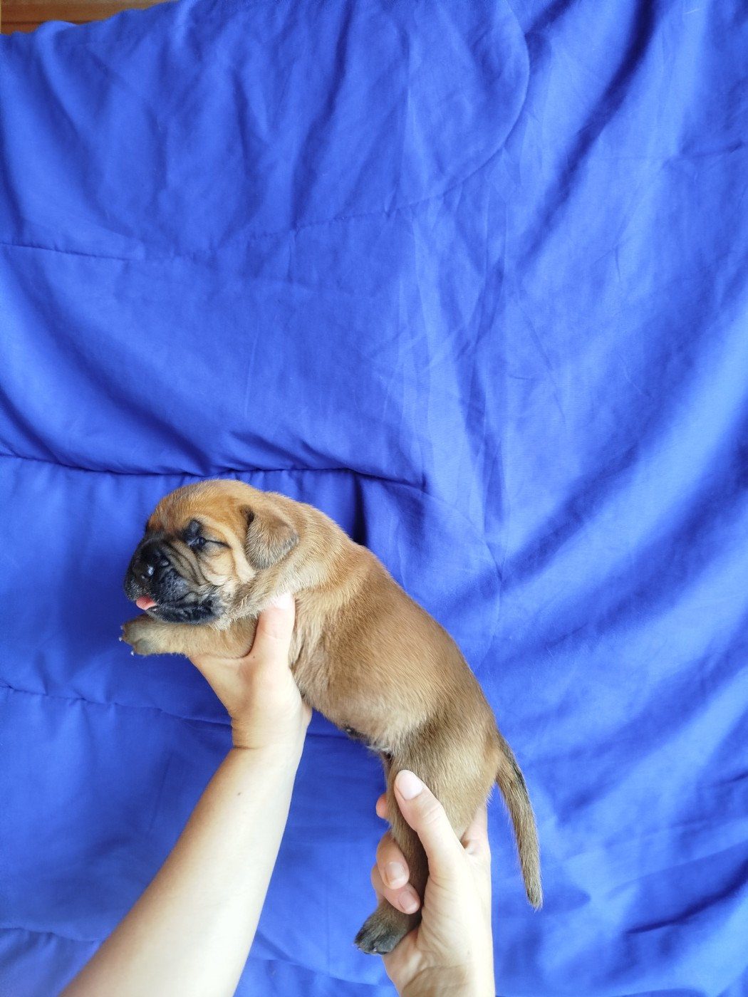 De La Plaine Salée - Chiots disponibles - Cane Corso