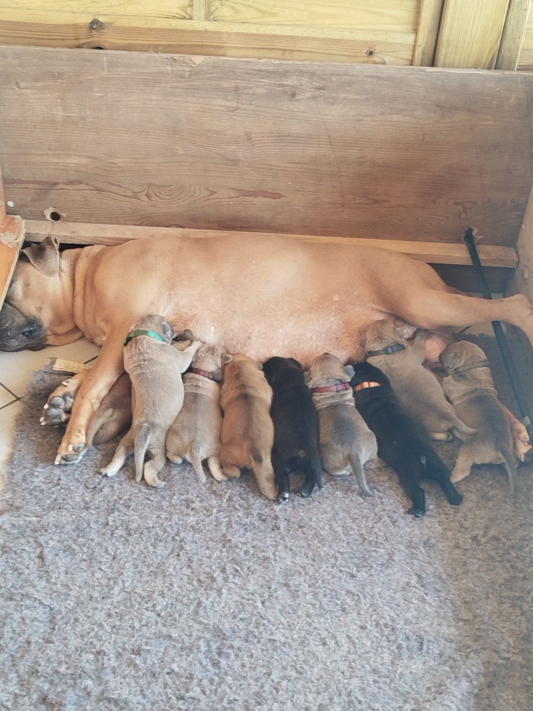 Chiot Cane Corso De La Plaine Salée