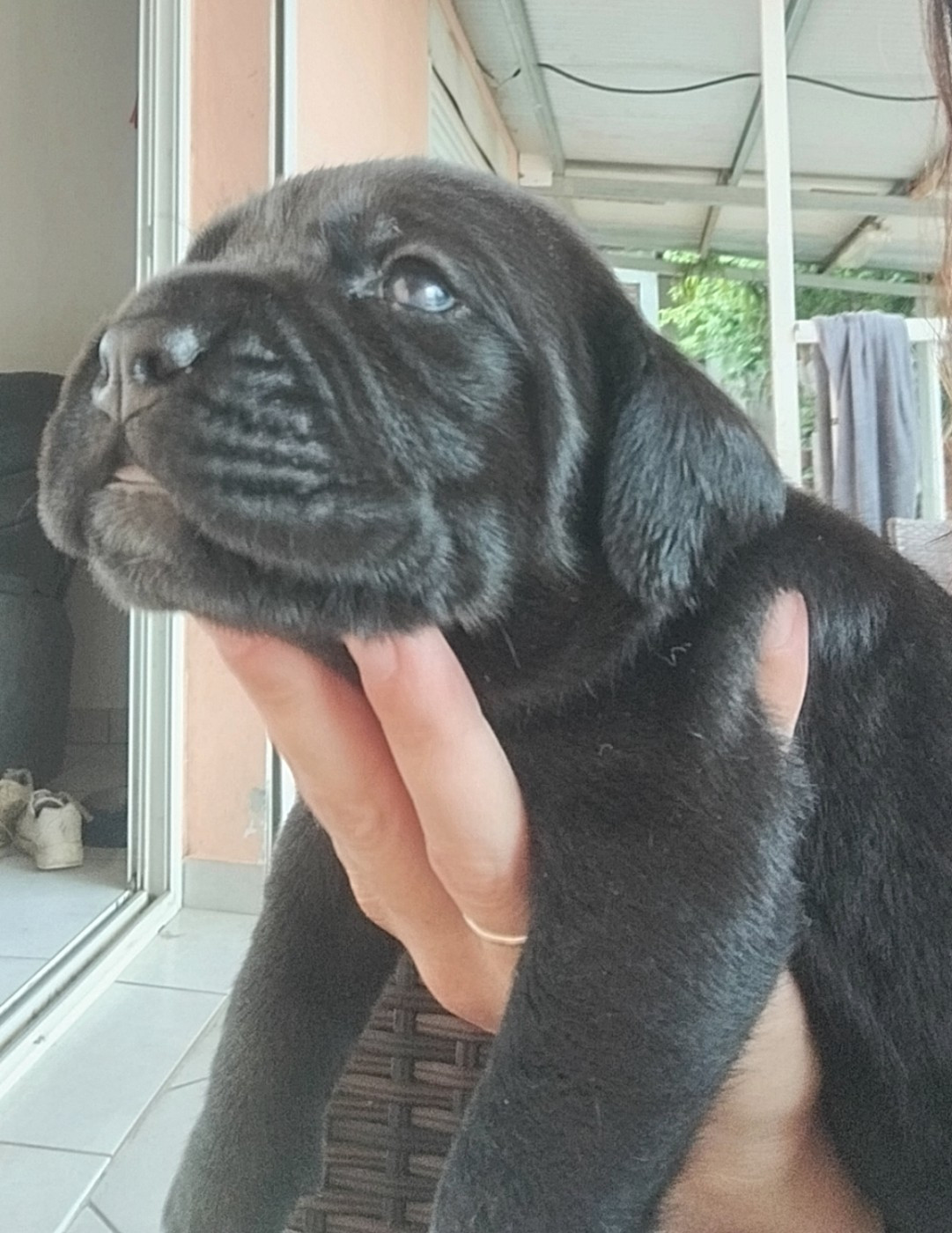 De La Plaine Salée - Chiots disponibles - Cane Corso