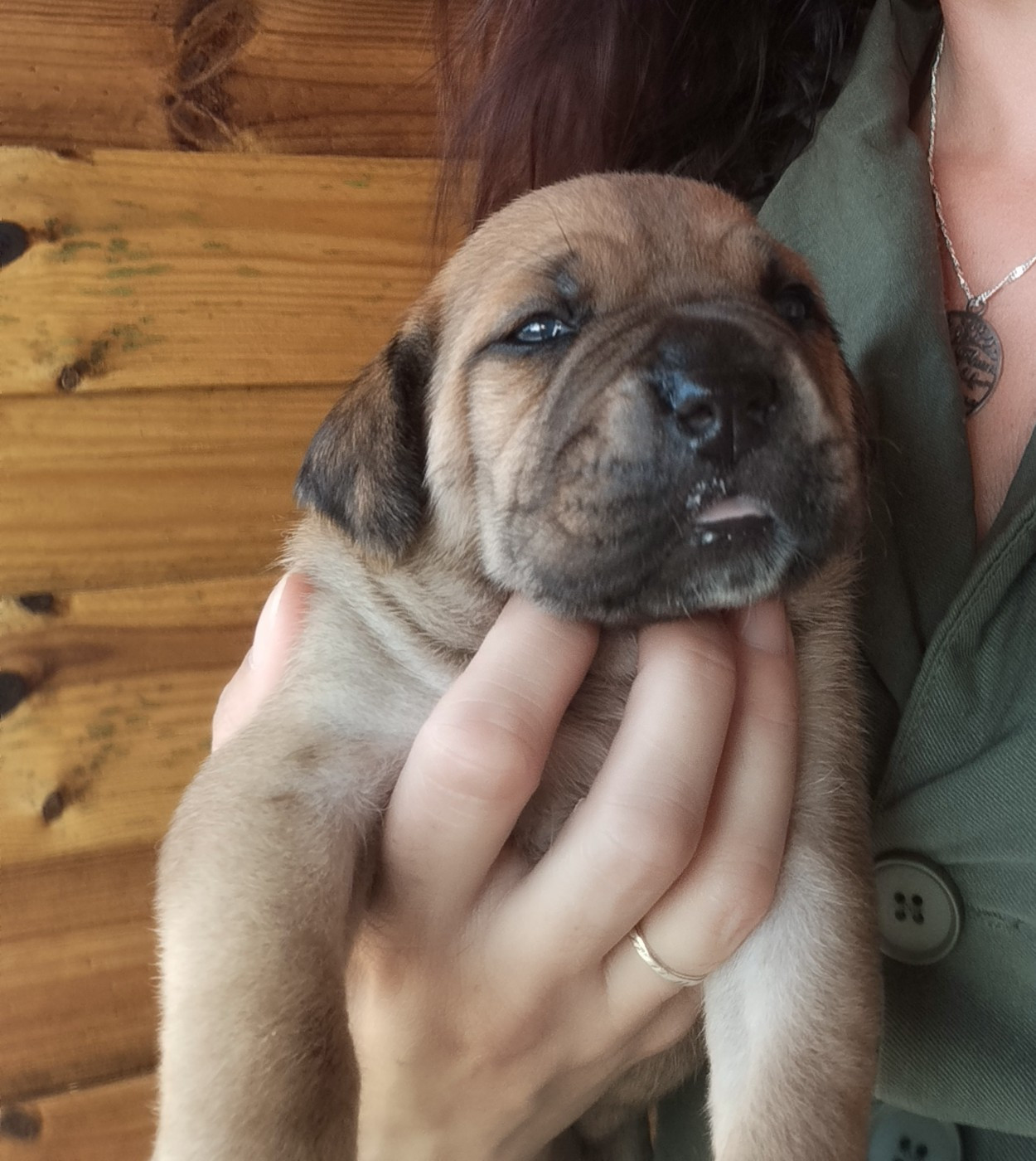 De La Plaine Salée - Chiots disponibles - Cane Corso