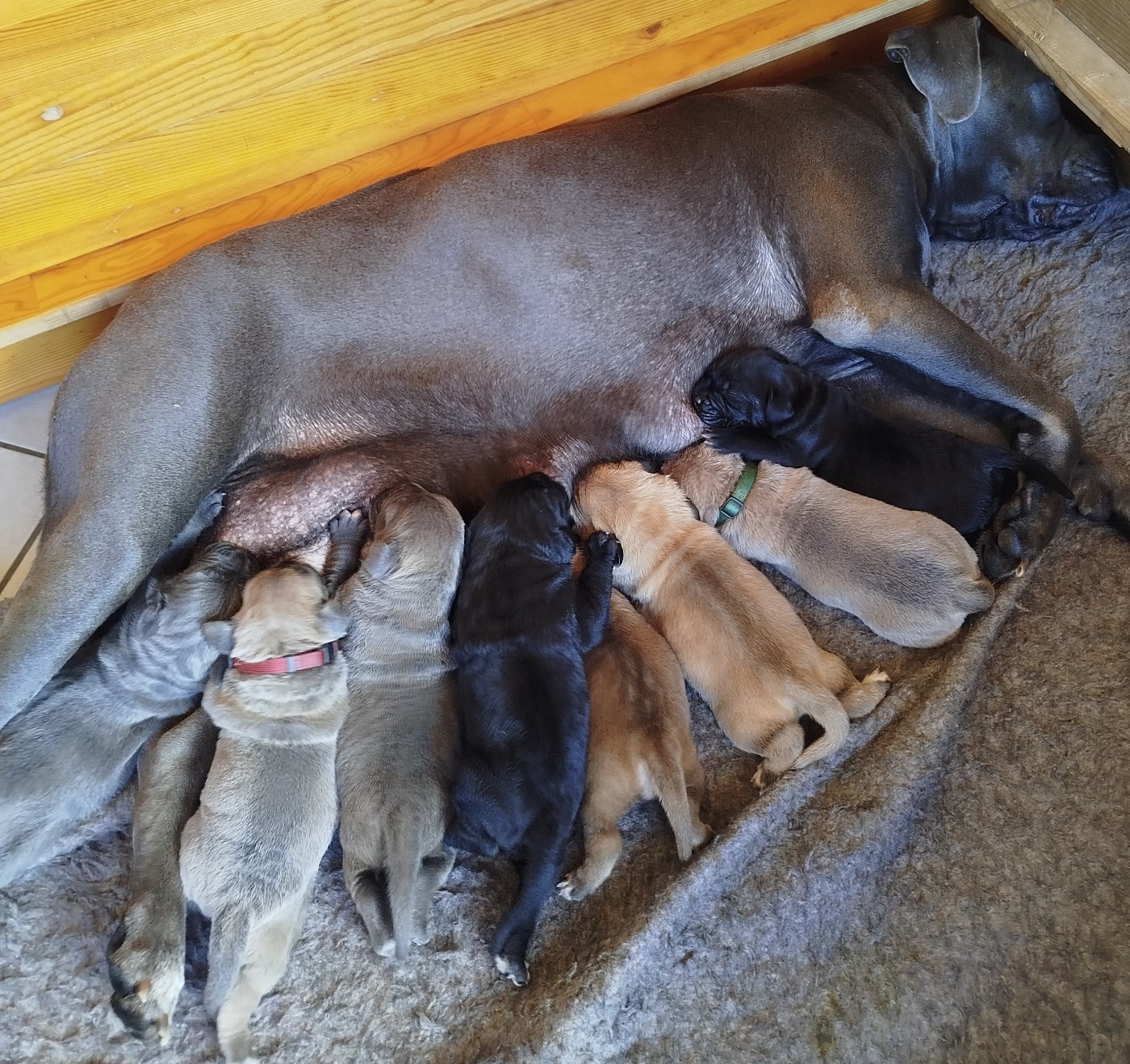Chiot Cane Corso De La Plaine Salée