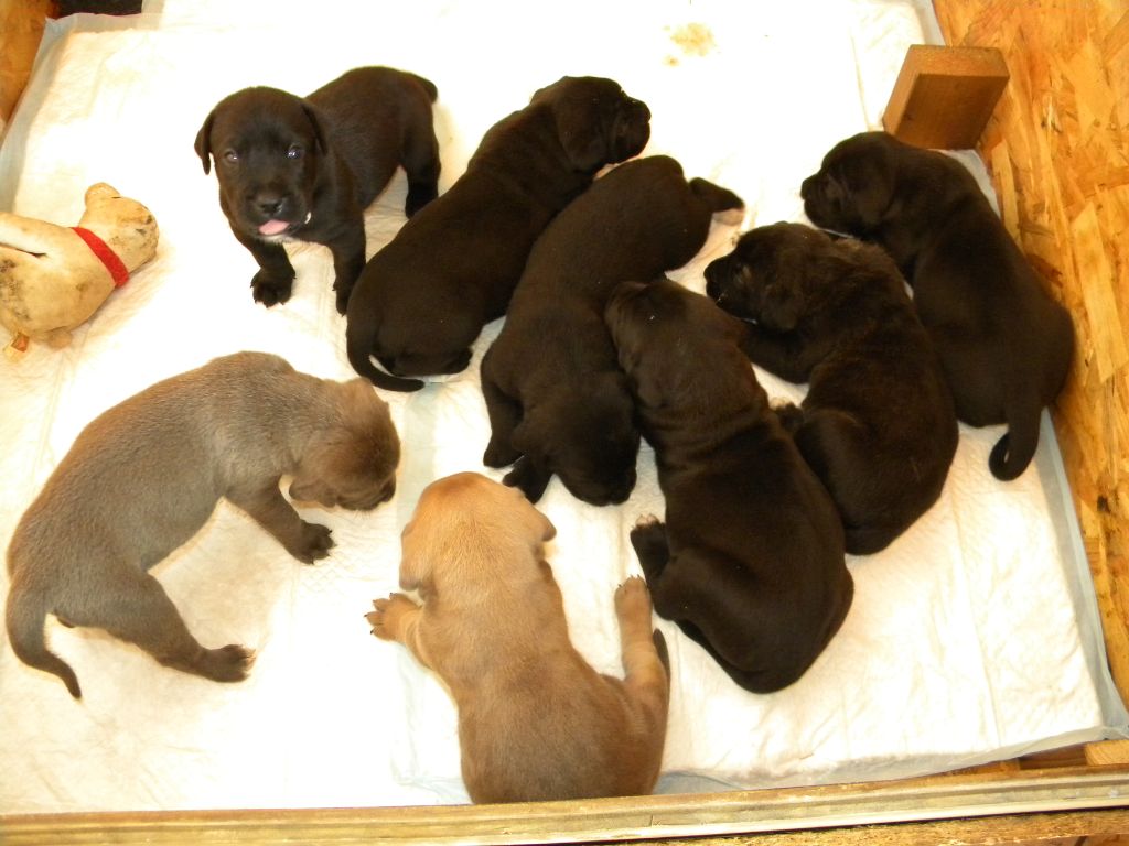 Chiot Cane Corso De La Plaine Salée